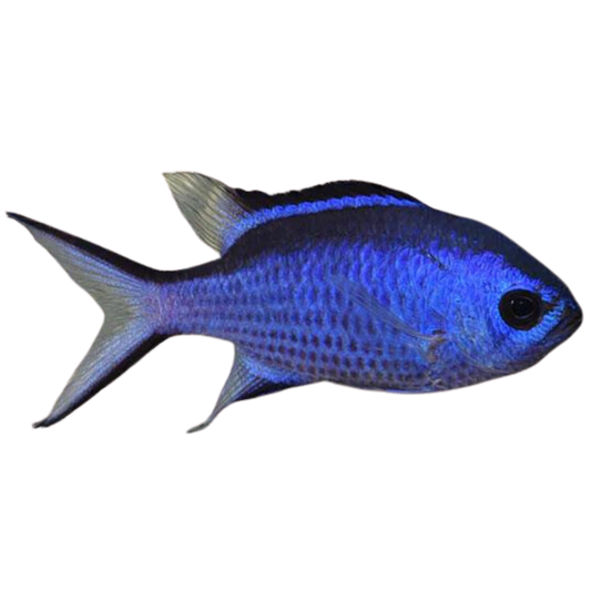 Blue Reef Chromis (small)
