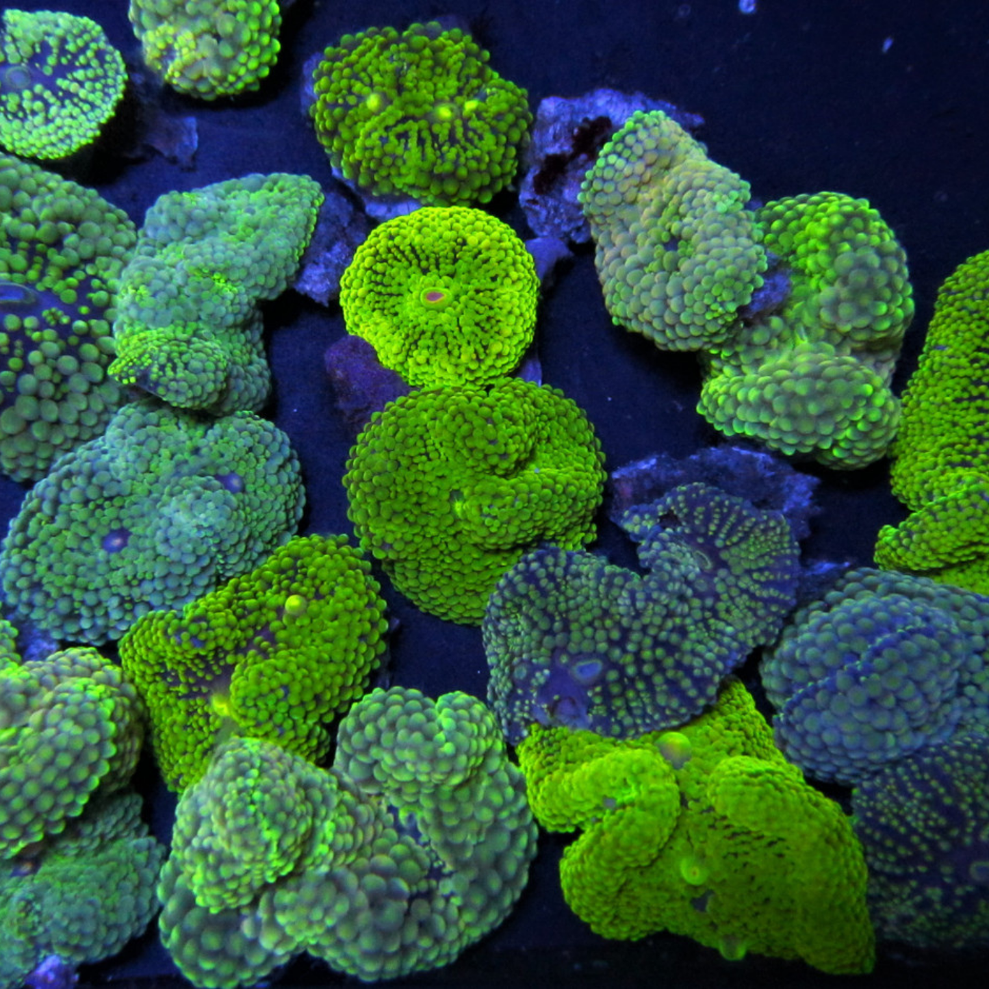 Blue/Green Ricordea