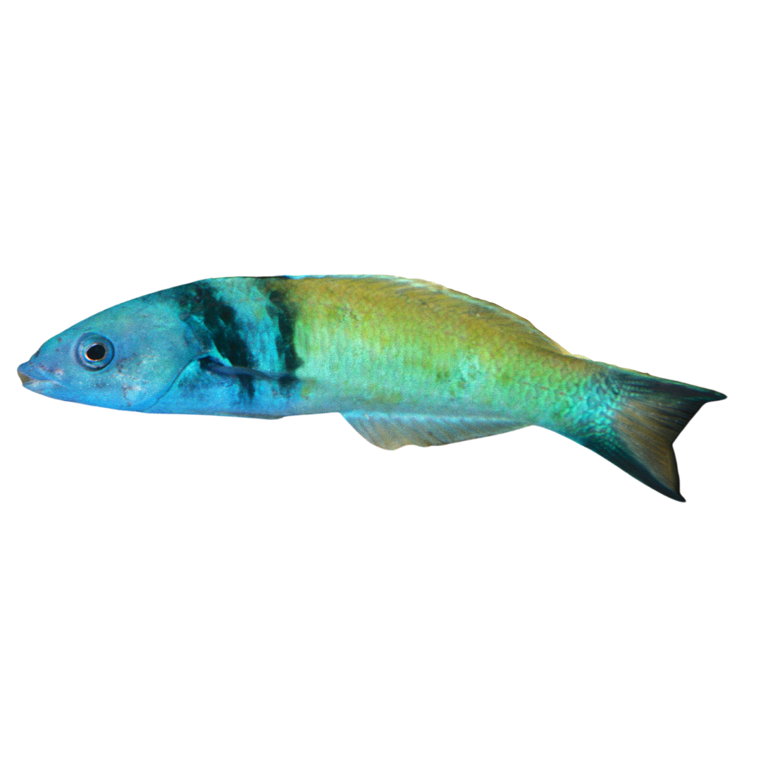 Blue Head Wrasse (large)