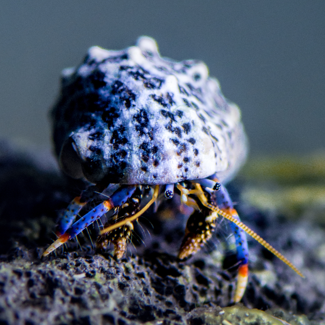 Blue Leg  Hermit Crab 25 Pack