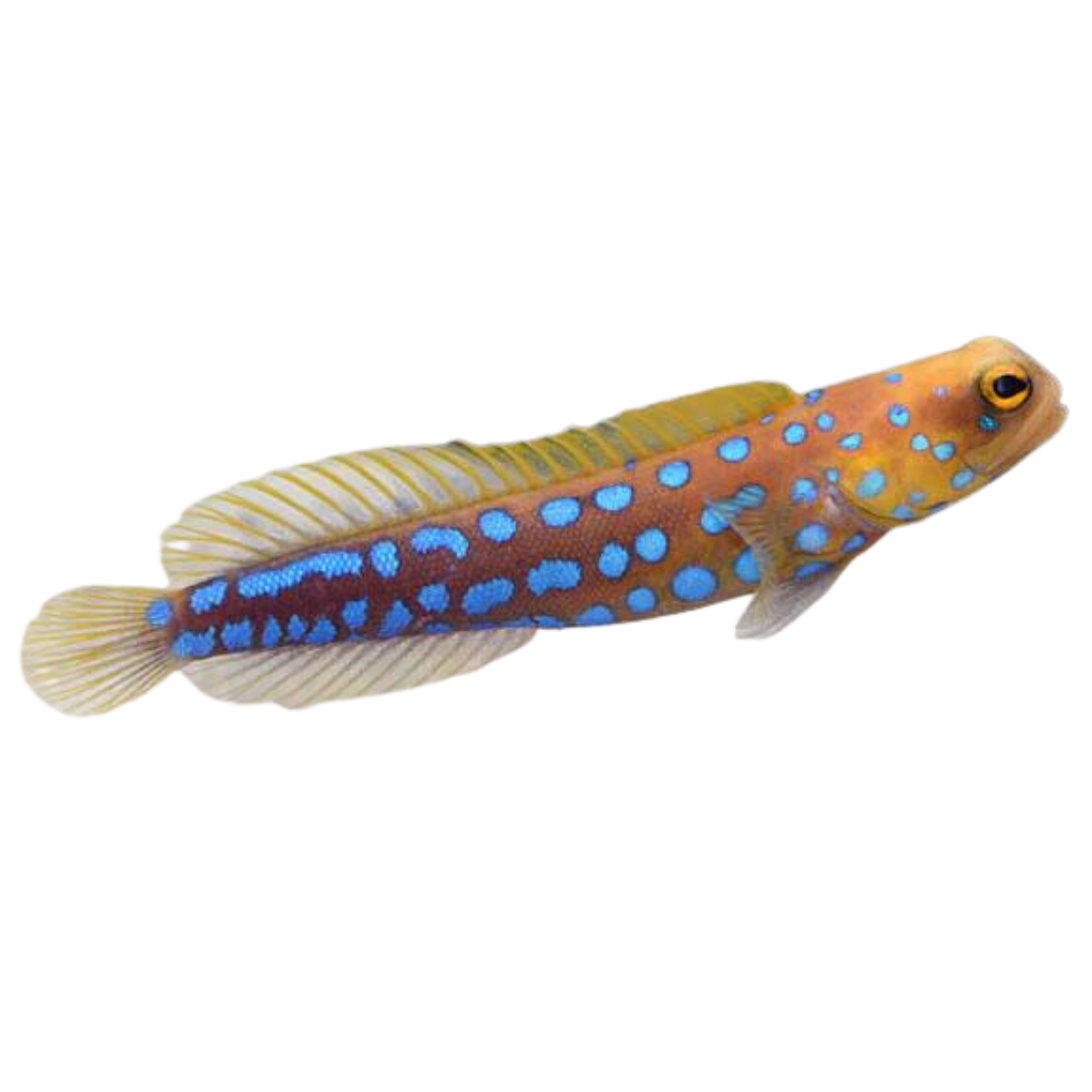 Blue Spot Jawfish Foxy Saltwater Tropicals