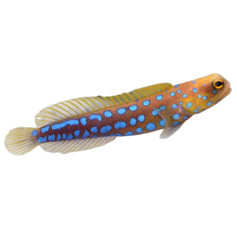 Blue Spot Jawfish Foxy Saltwater Tropicals