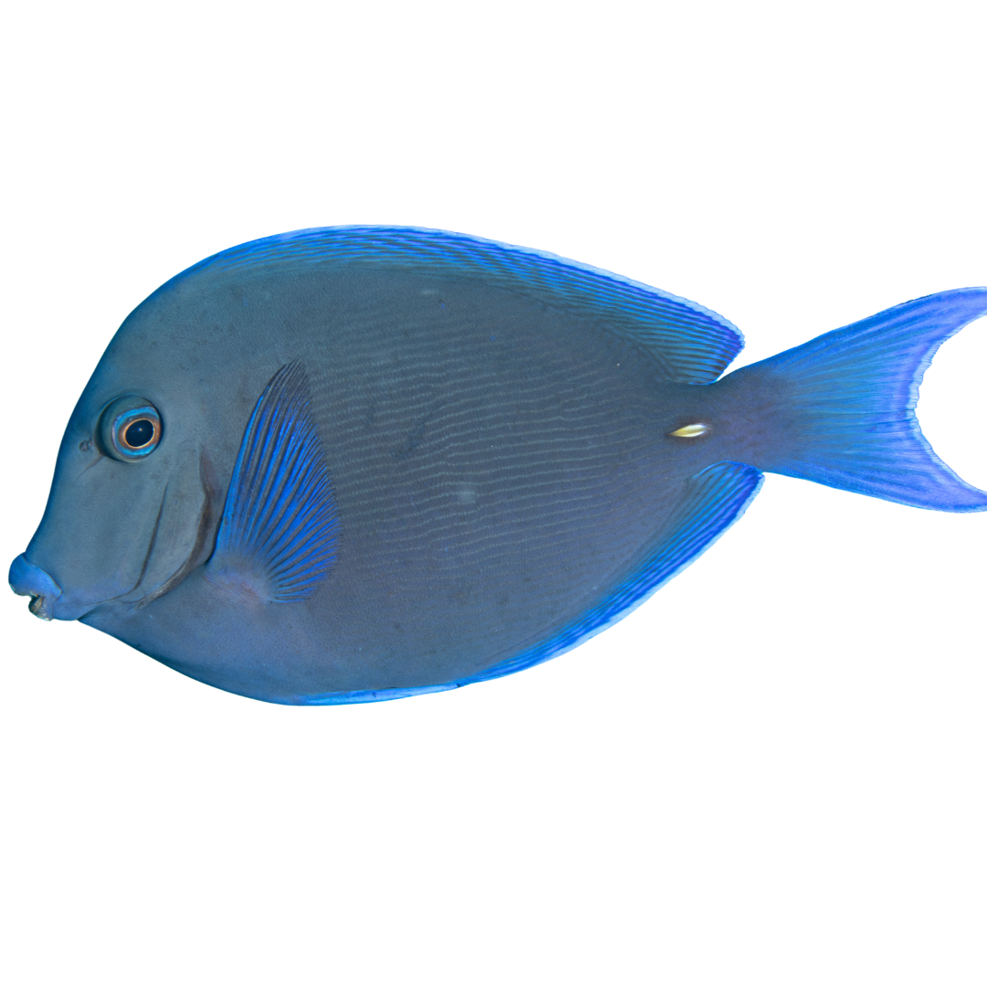 Atlantic Blue Tang (large 4 -7 inches (Caribbean Tang)