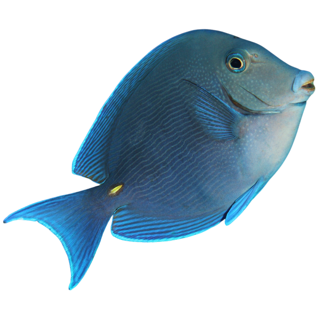 Atlantic Blue Tang (large 4 -7 inches (Caribbean Tang)
