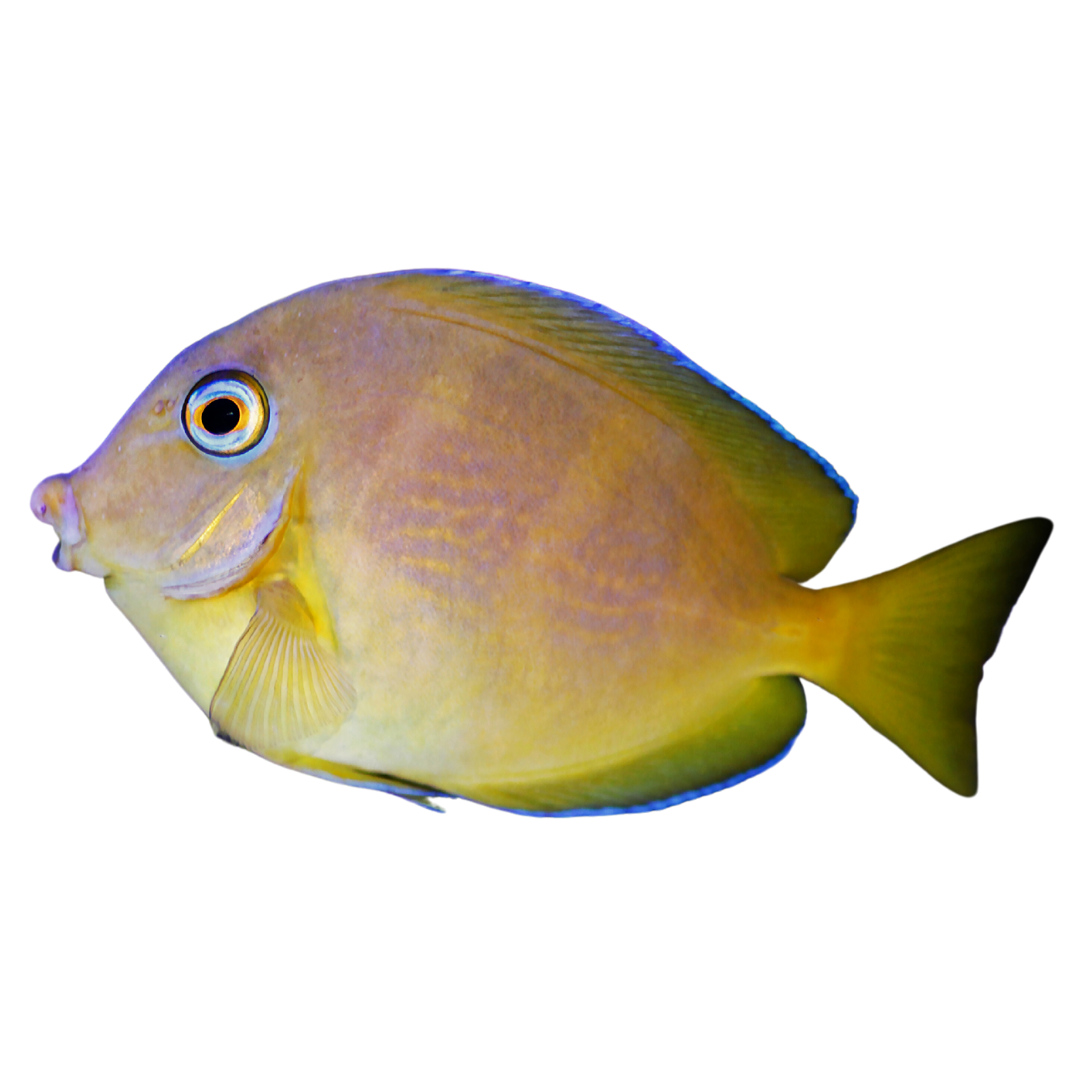 Atlantic Blue Tang on Sale
