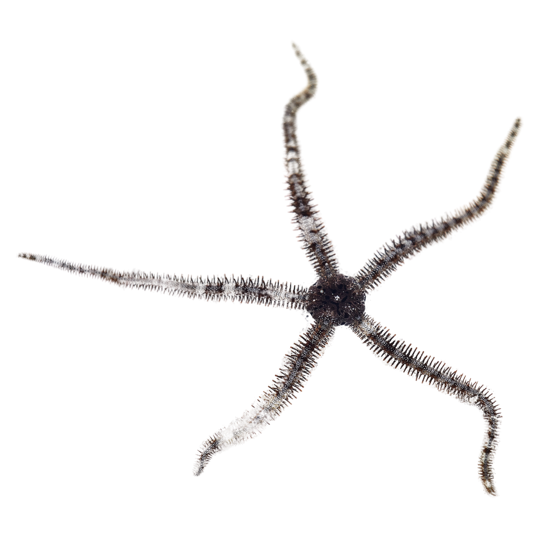 Crab-less Clean Up Crew