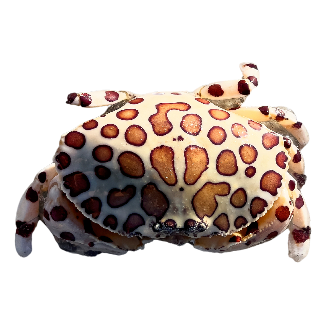 Hermit And Emerald Crabs For Sale Foxy Saltwater Tropicals hermit-and-emerald-crabs-for-sale-foxy-saltwater-tropicals