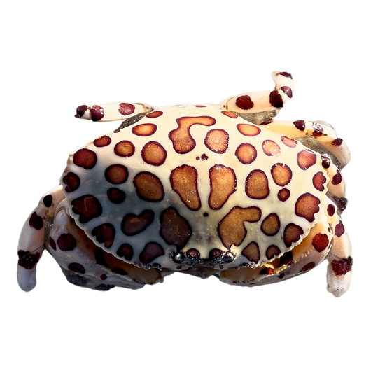 Calico Crabs (large 2-4 inches)