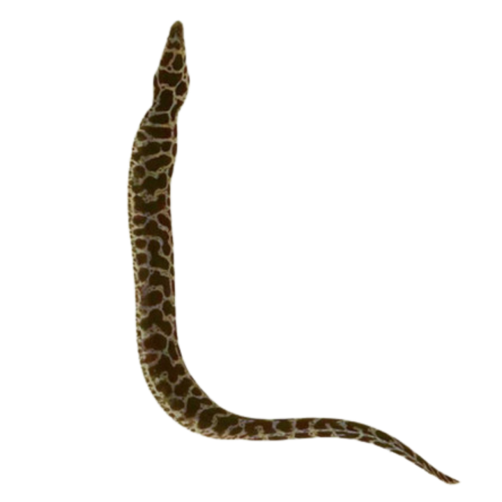 Moray Eels For Sale Foxy Saltwater Tropicals