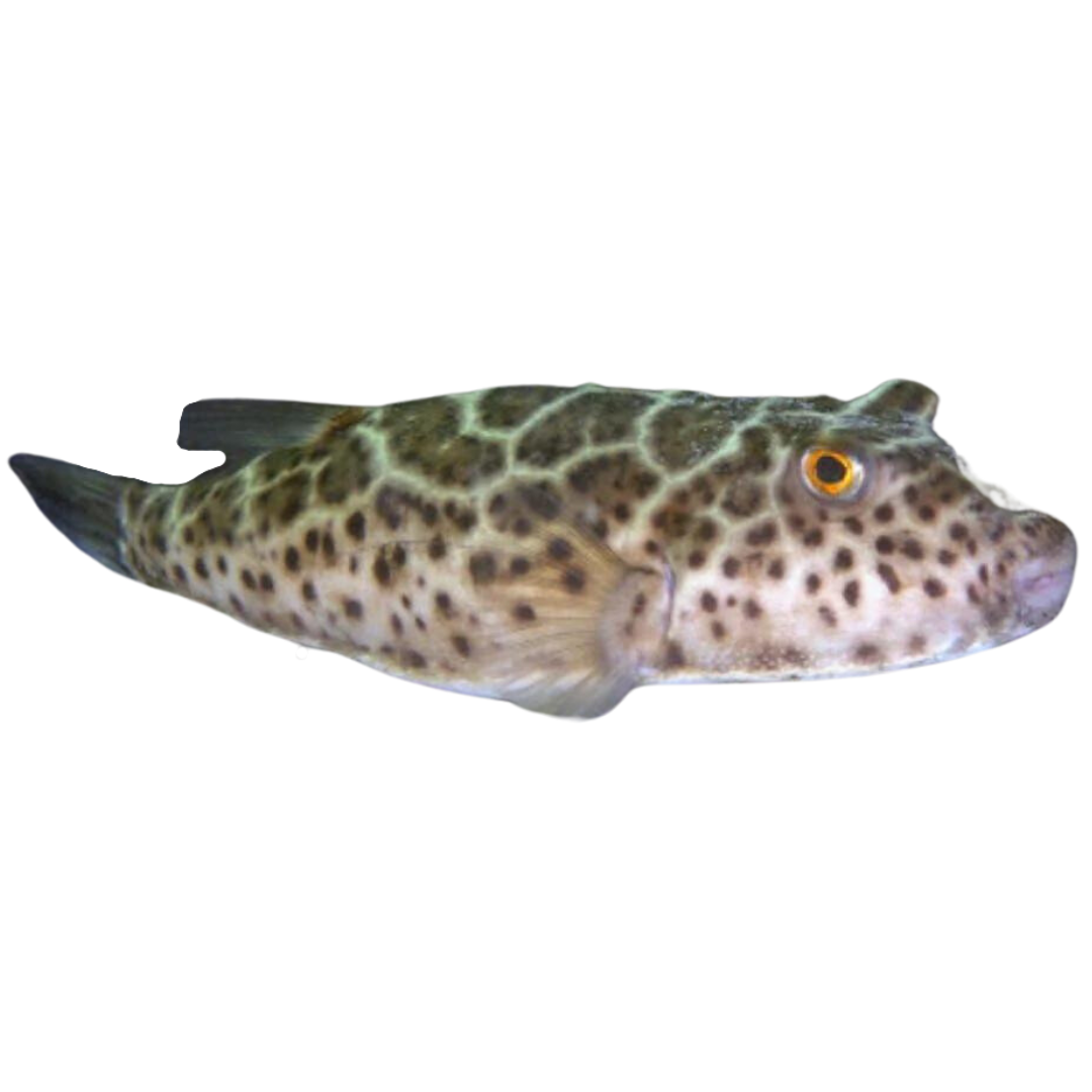 Checkered Pufferfish (Large 3"+)