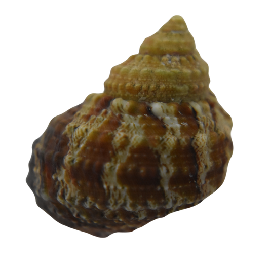 Chestnut Turbo Snail