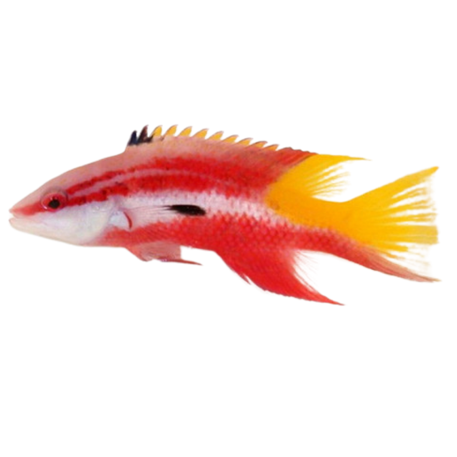 Spanish Hogfish For Sale Low Pricing Arrive Alive Guarantee Foxy