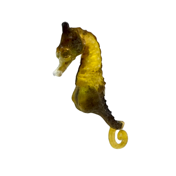 Calico Dwarf Seahorse