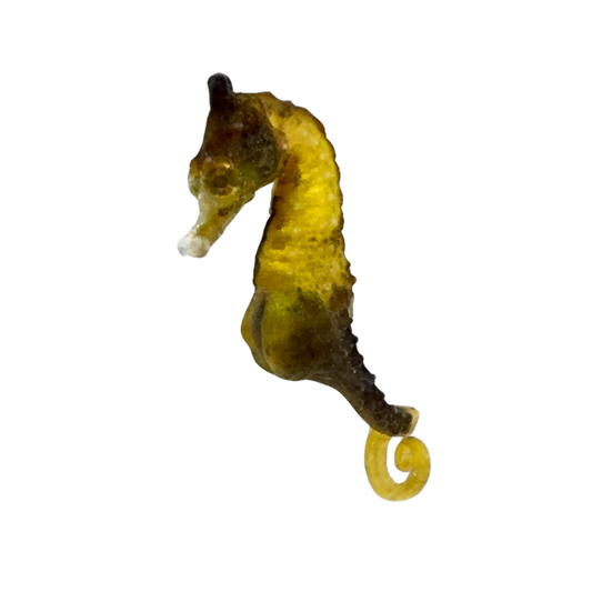 Calico Dwarf Seahorse