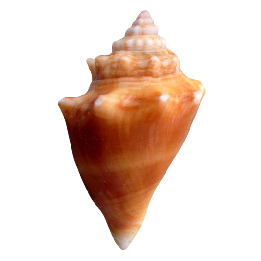 Fighting Conch (md/lg)
