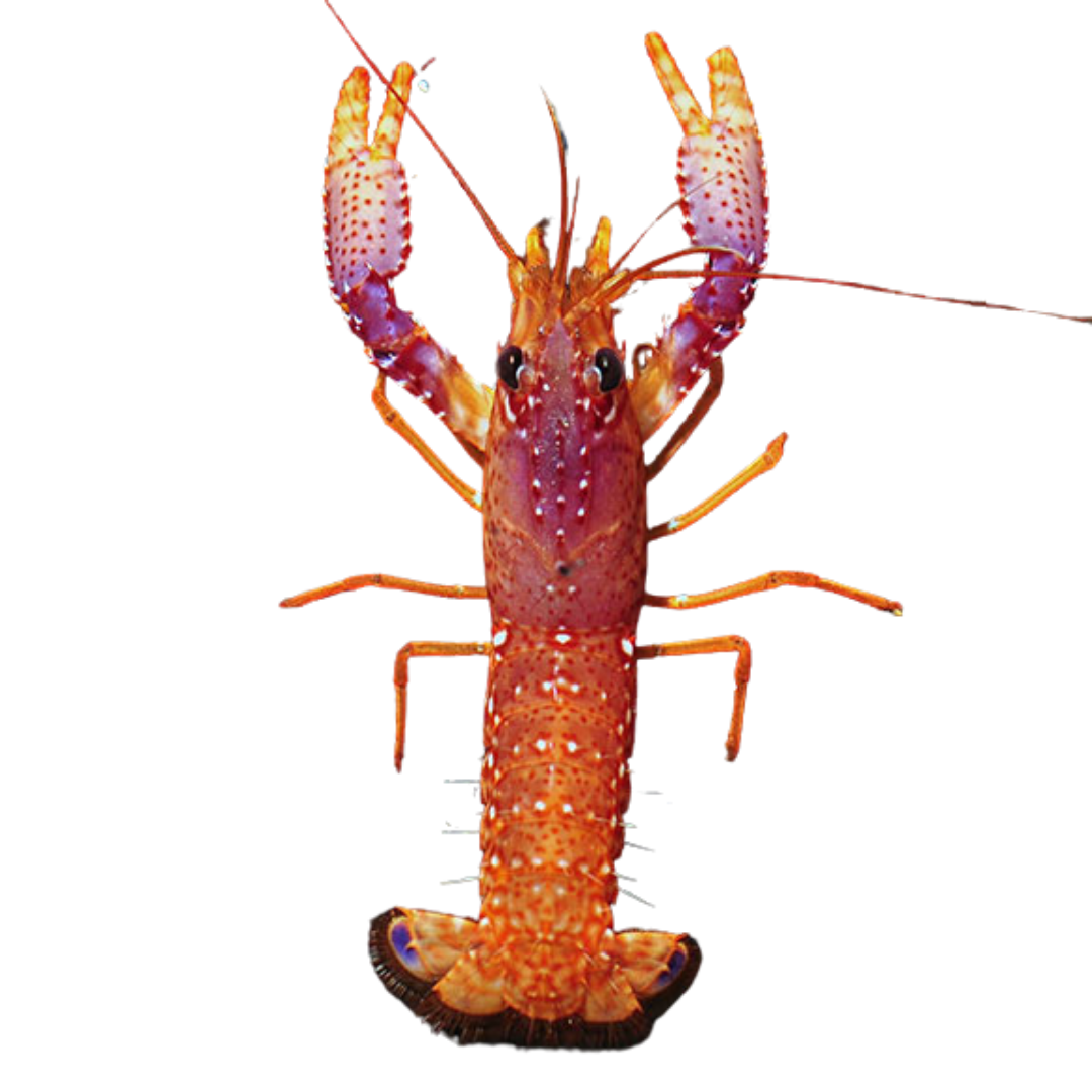 Purple Lobster (large)