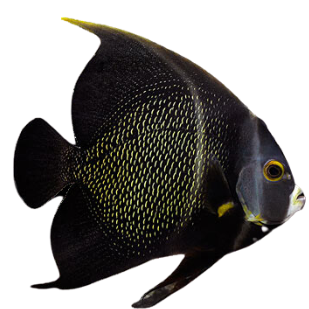 French Angelfish (Large 5-7 inches) – Foxy Saltwater Tropicals