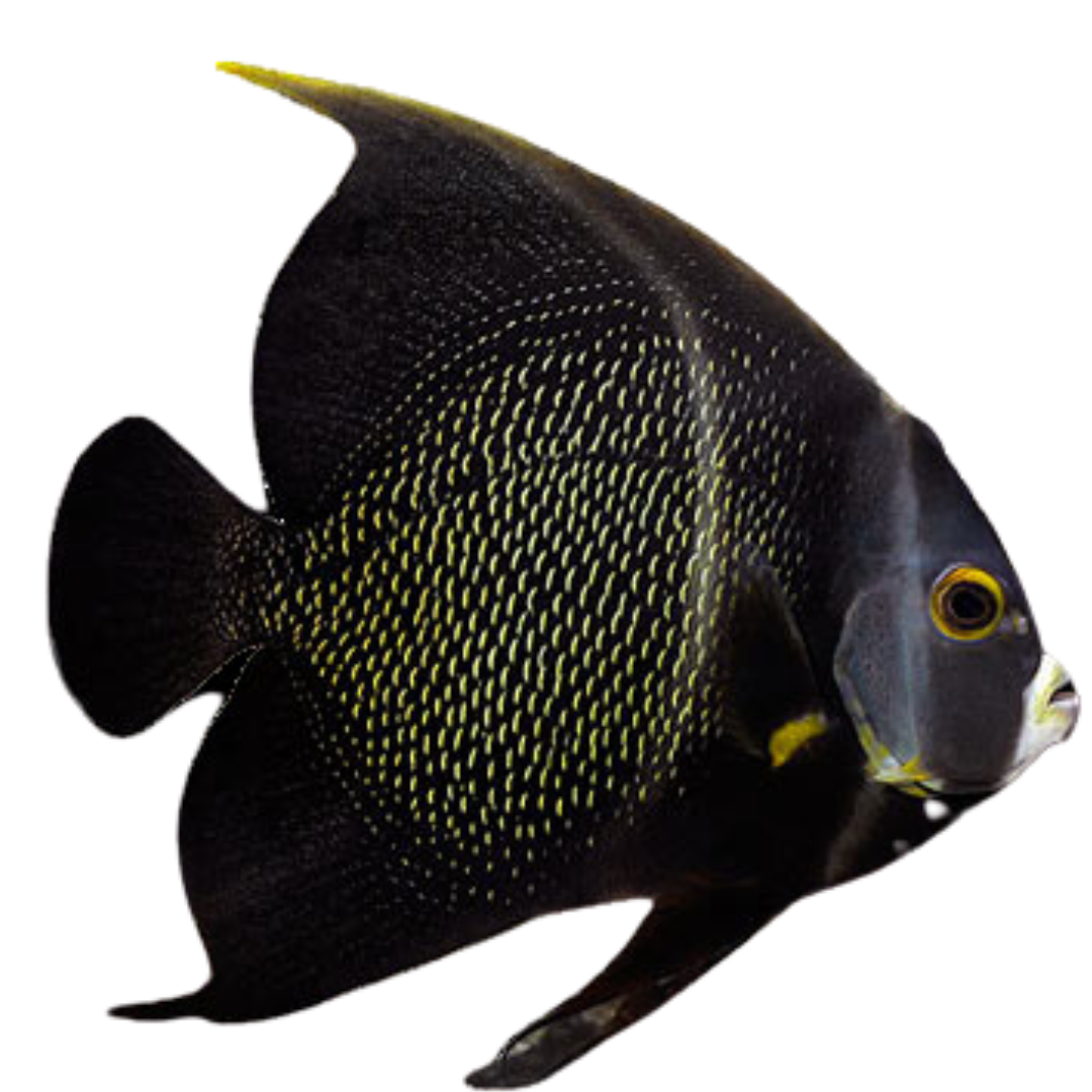 French Angelfish (Medium 3-5 inches)
