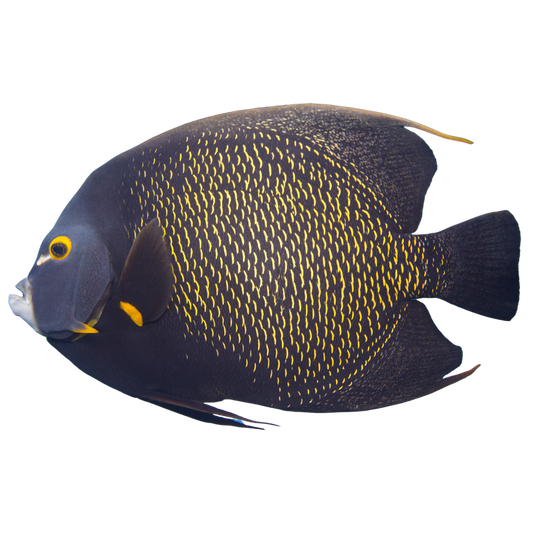 French Angelfish (Large 5-7 inches)