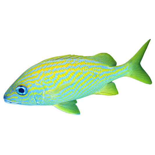 French Grunt (Medium 3-5")