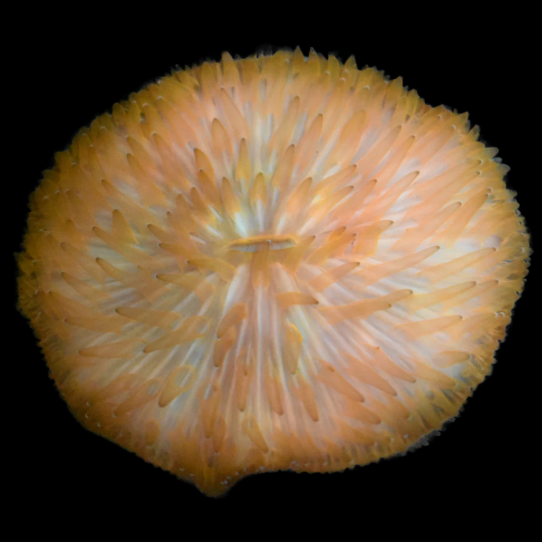 Buy Fungia Coral