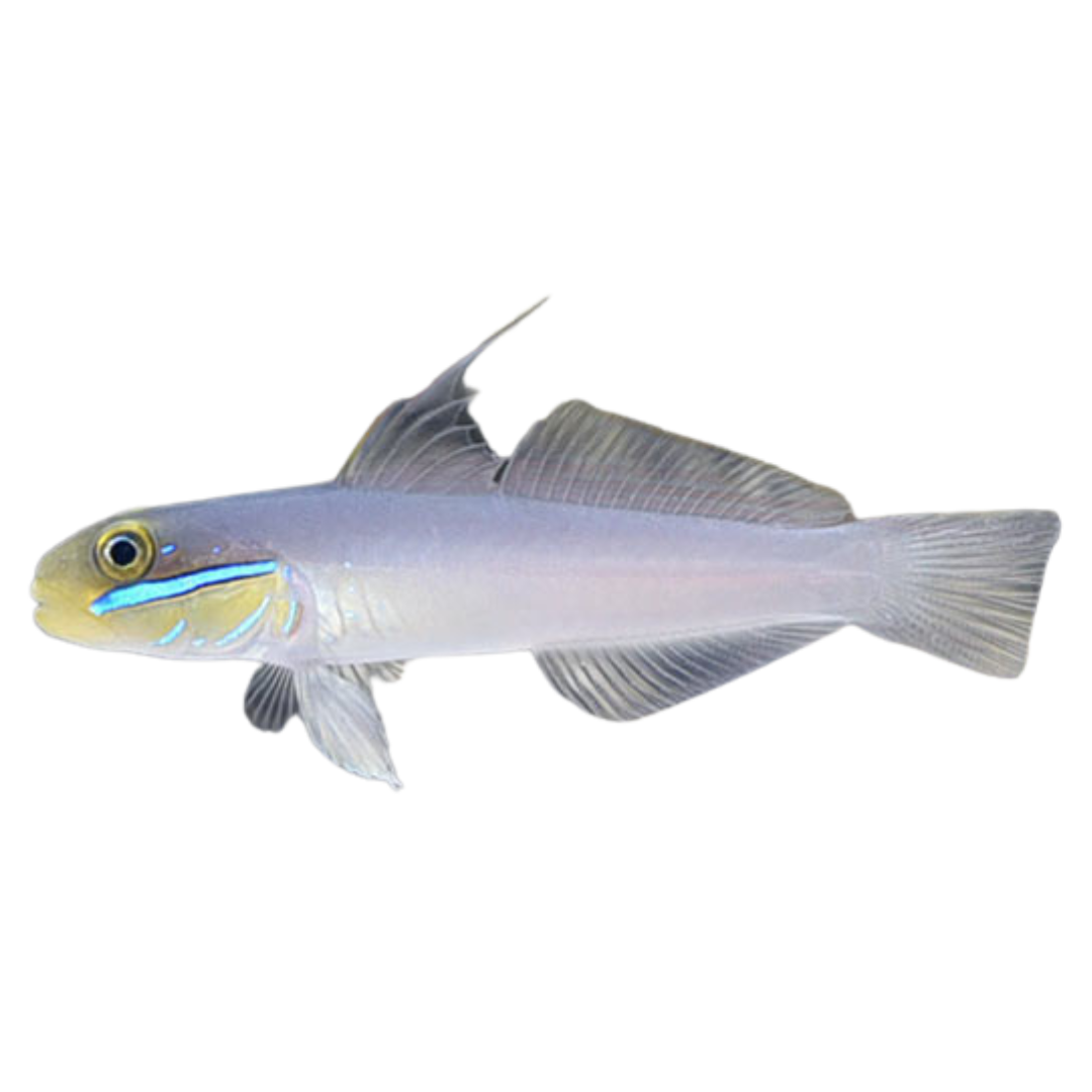Yellowheaded (sand sifting) Goby (medium)