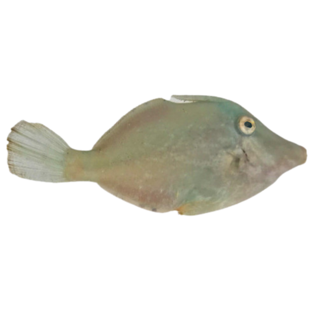 Fish File Ref Filefish For Sale – Foxy Saltwater Tropicals