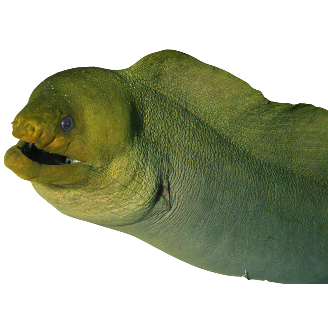 Green Moray (Large 3-5 ft.)