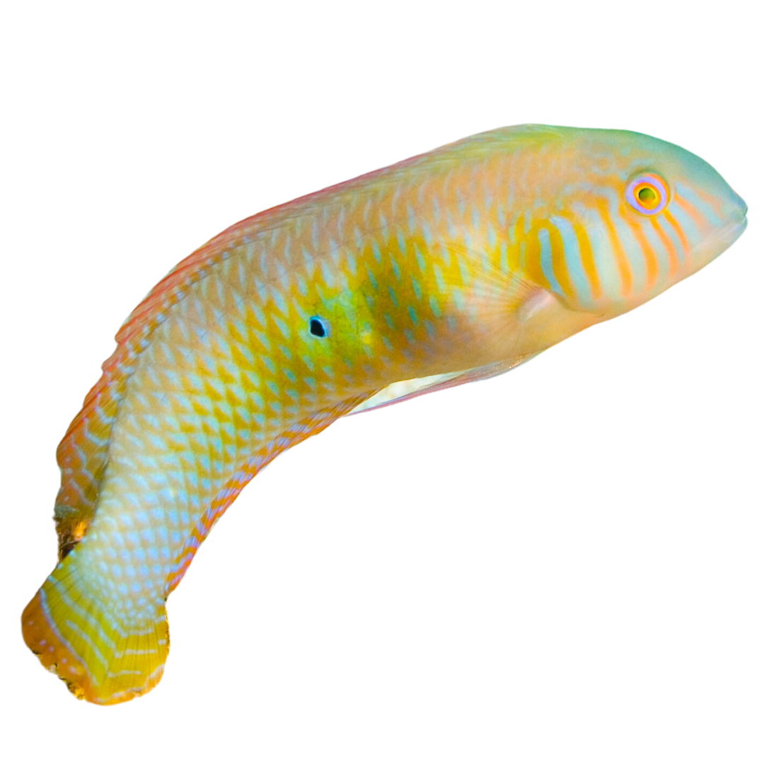 Colorful Razor Fish Green Razor Wrasse – Foxy Saltwater Tropicals