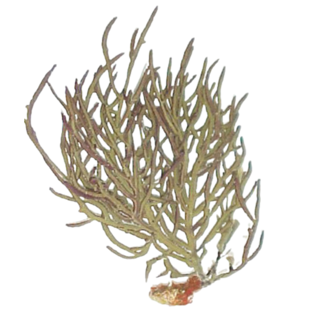 Buy Green-Yellow Whip Gorgonian
