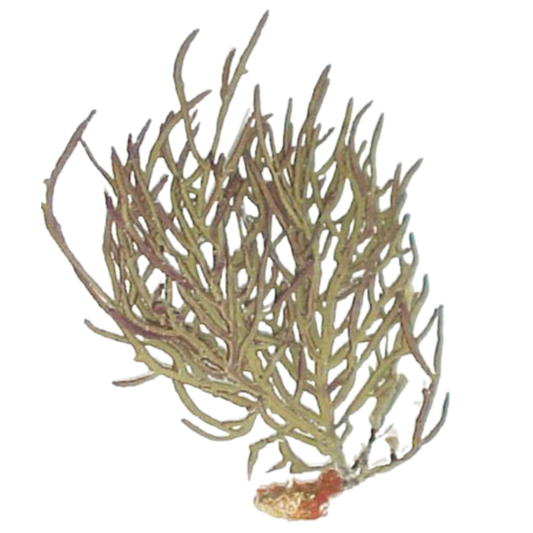 Green-Yellow Whip Gorgonian (under 10")