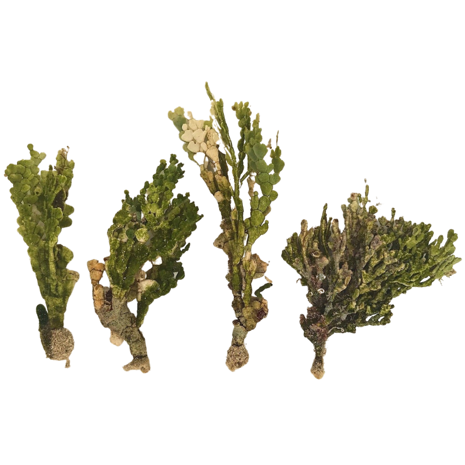 Saltwater Plants | Marine Plants | Macroalgae For Sale – Foxy Saltwater ...