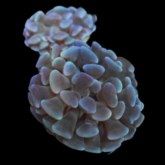 Buy Hammer Coral