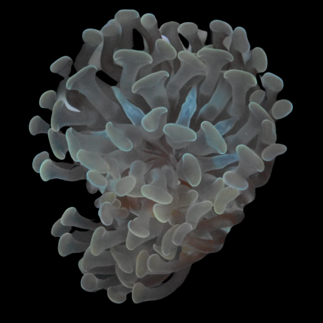 Buy Hammer Coral