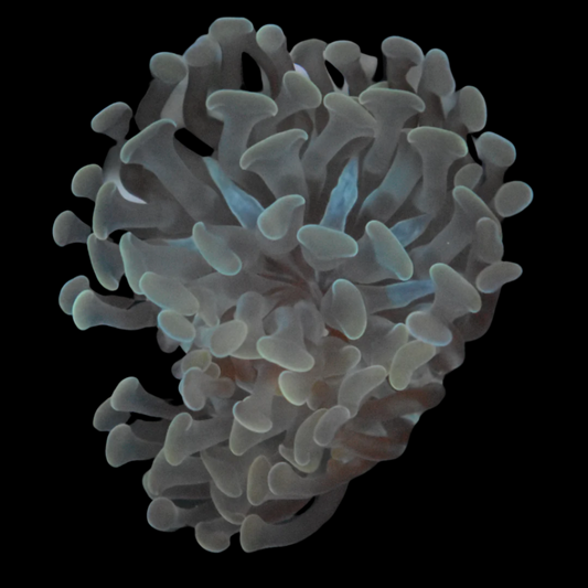 Buy Hammer Coral
