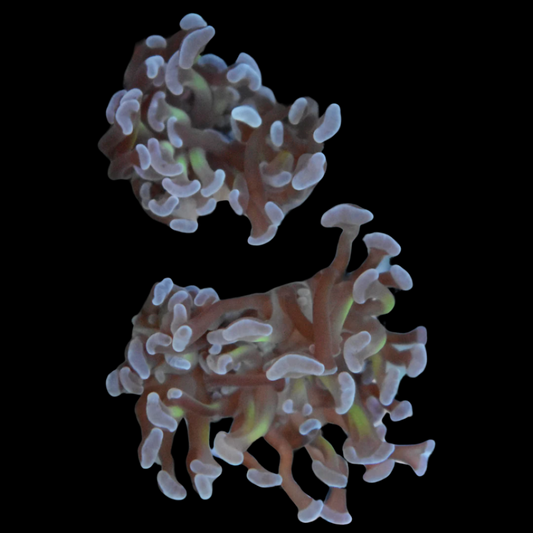 Buy Hammer Coral