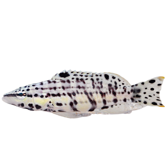 Basslet Fish For Sale – Foxy Saltwater Tropicals