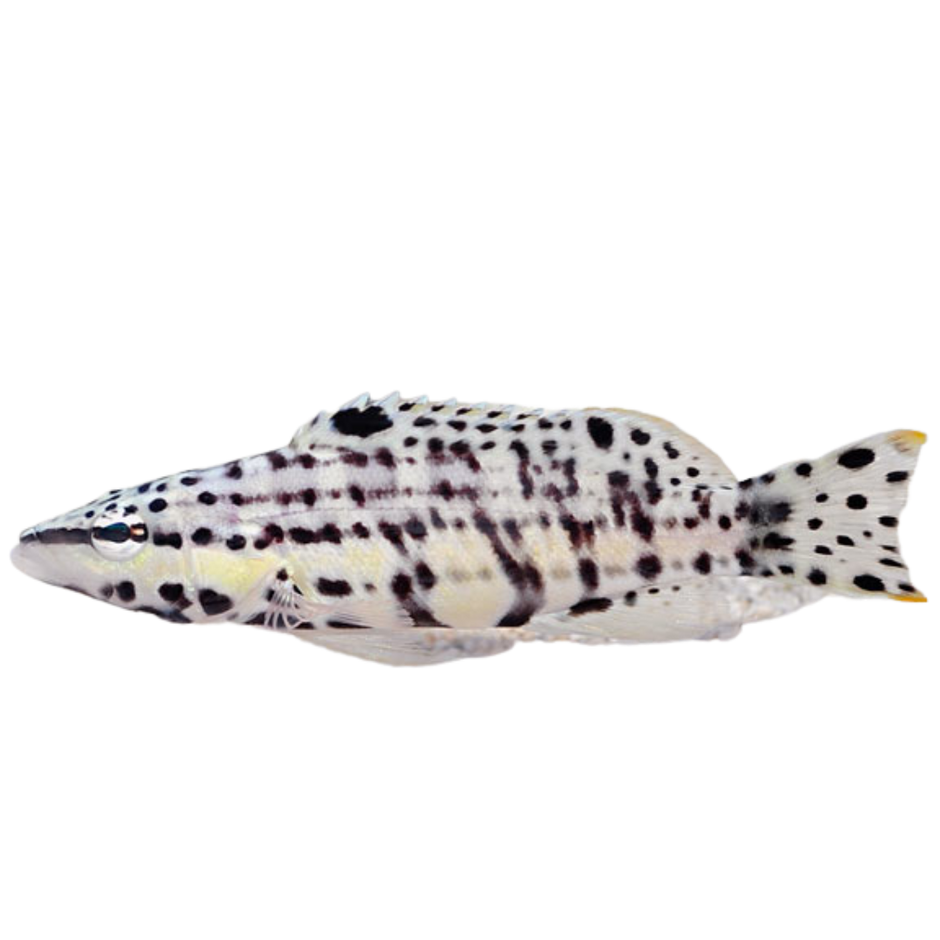 Basslet Fish For Sale – Foxy Saltwater Tropicals