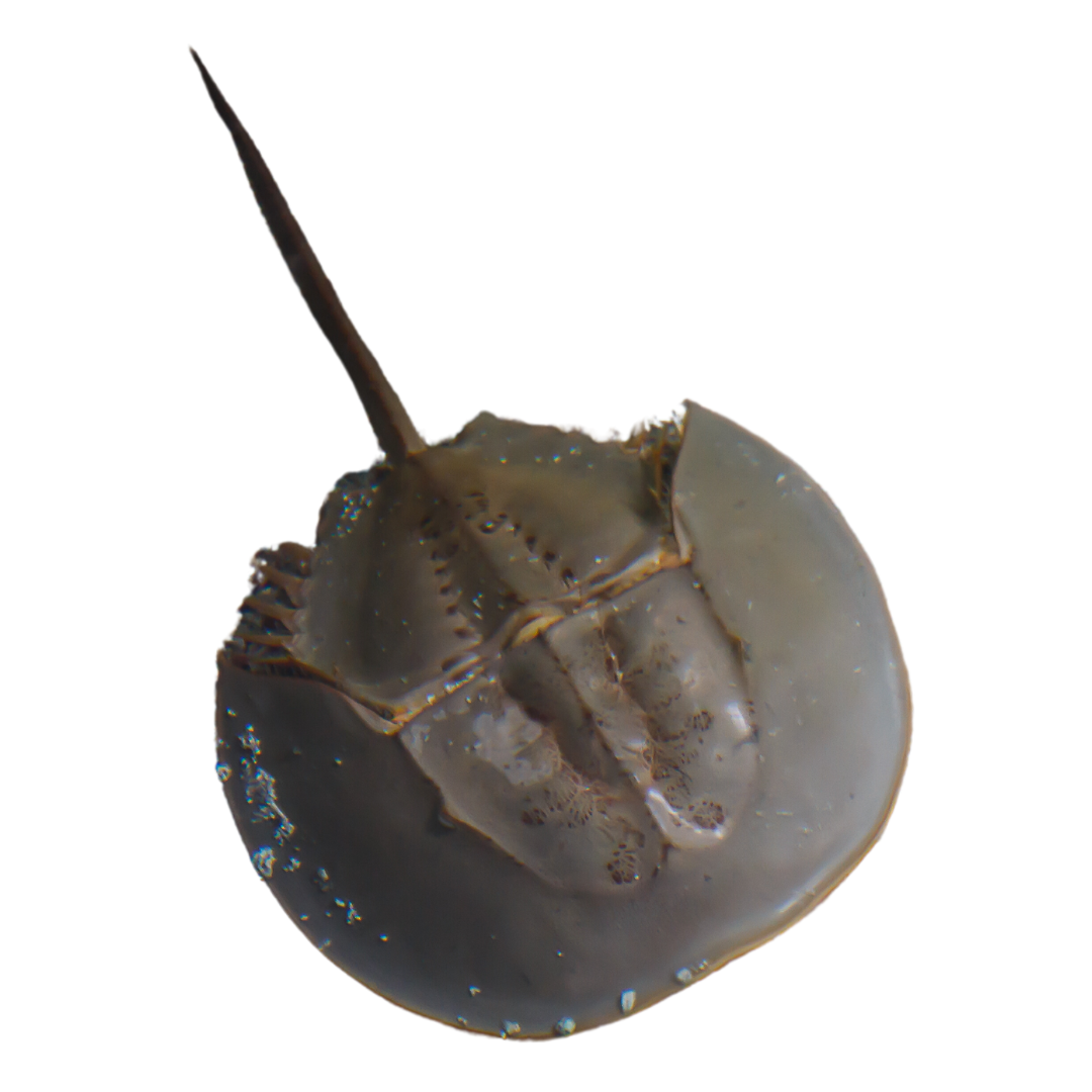 Horseshoe Crab (13 inches) Foxy Saltwater Tropicals