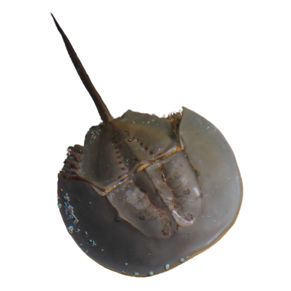 Horseshoe Crab (13 inches) Foxy Saltwater Tropicals