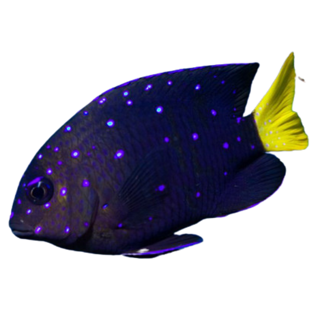 Buy Jewel Damsels