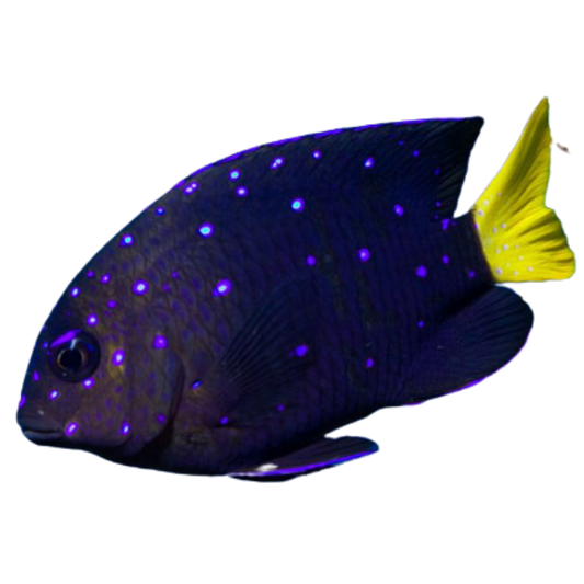 Buy Jewel Damsels
