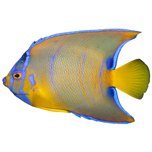 Queen Angelfish (Medium 3-5 inches)