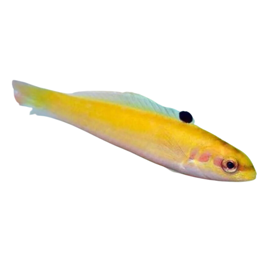 Blue Head Wrasse (juvenile)