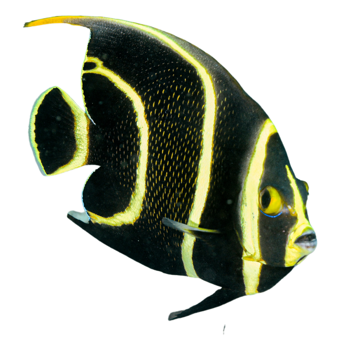 French Angelfish (Small 1.5  - 3 inches)