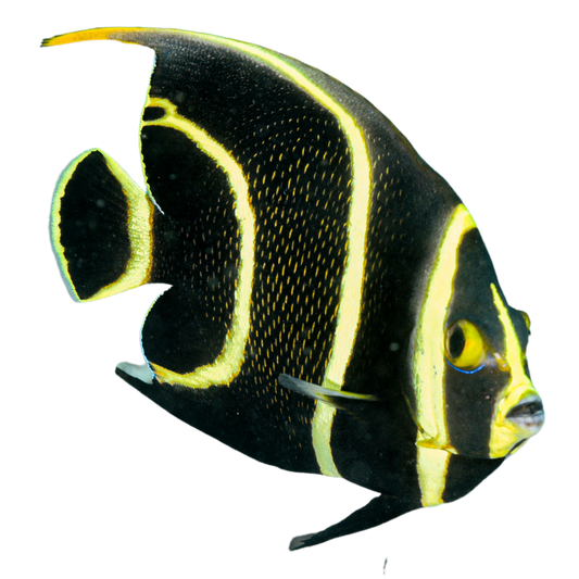 French Angelfish (Medium 3-5 inches)