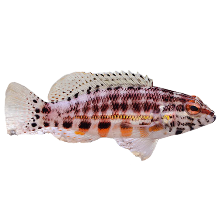 Basslet Fish For Sale Foxy Saltwater Tropicals