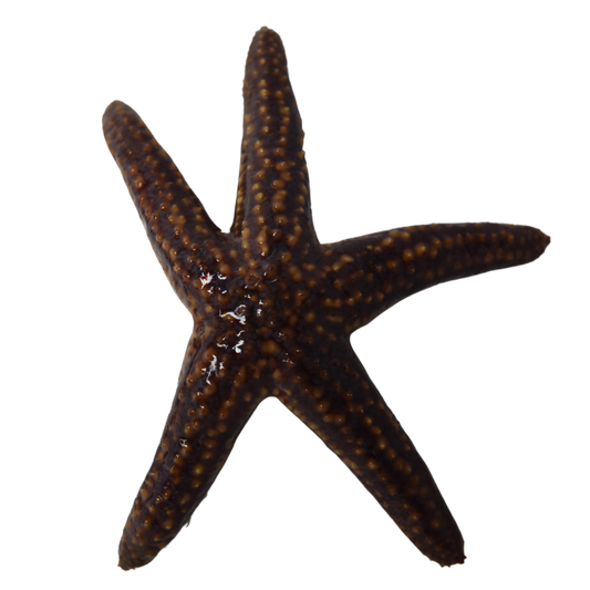 Common Starfish (Large)
