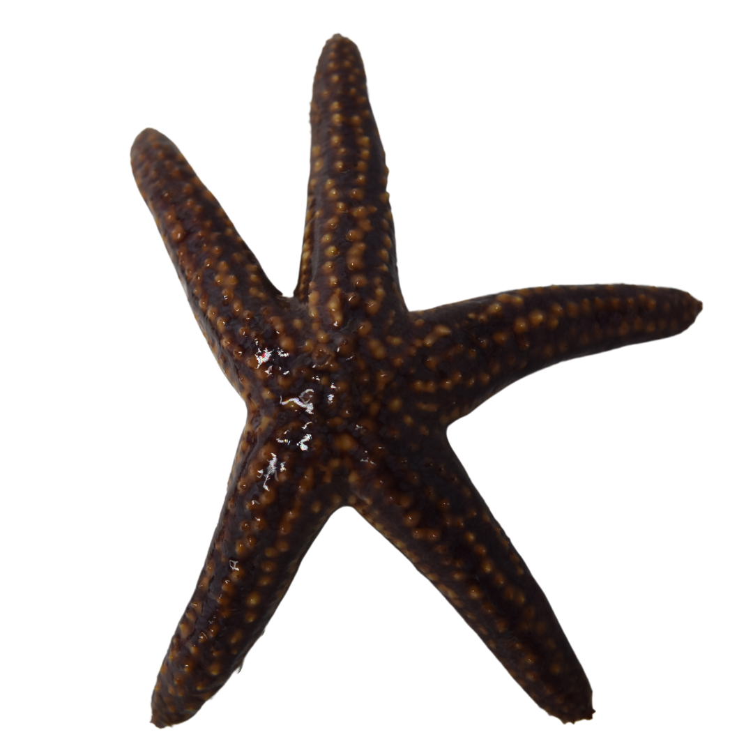 Common Starfish (medium)