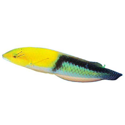 Yellowhead Wrasse (large)